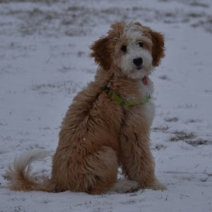 Meet your Posher, Janice